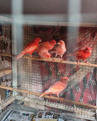 canarini rosso intenso e brinati