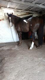 Cavallo arabo
