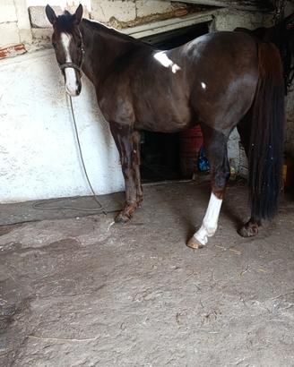 Cavallo arabo