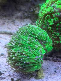 Euphilia glabrescens