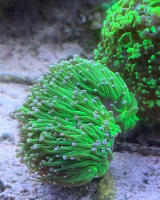 Euphilia glabrescens