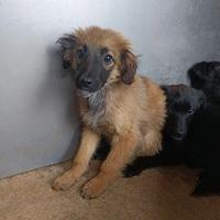 Adozione gratuita cucciolo