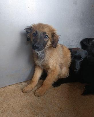 Adozione gratuita cucciolo