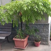 Glicine Wisteria lilla 