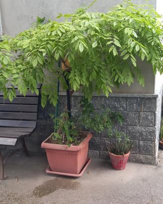 Glicine Wisteria lilla 