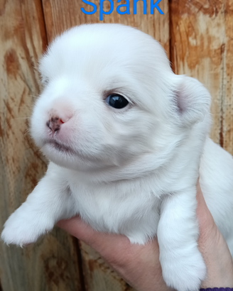Cuccioli chihuahua