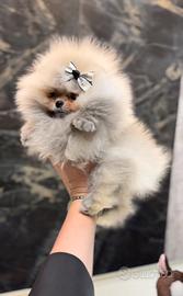 Spitz nano Pomerania