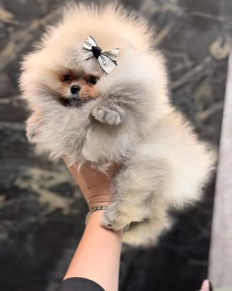 Spitz nano Pomerania