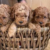 Cuccioli di barboncini toy M e F