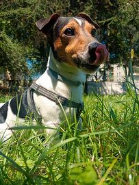 Jeck Russel Terrier