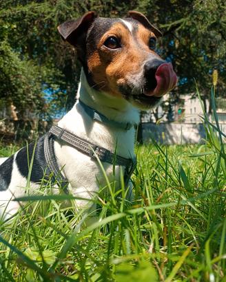 Jeck Russel Terrier