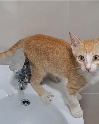 Gattina dolcissima in adozione