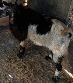 Becco zappo tibetano