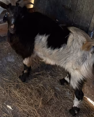 Becco zappo tibetano