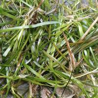 Vallisneria nana, pianta acquatica