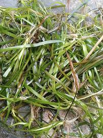 Vallisneria nana, pianta acquatica