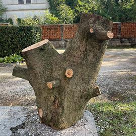 Legna di cipresso centenario