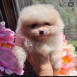 Spitz tedesco Pomerania con pedigree