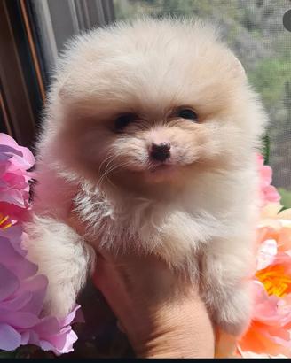 Spitz tedesco Pomerania con pedigree