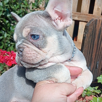 Bulldog blu e tan maschio