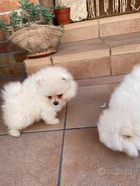 Cuccioli Spitz di Pomerania