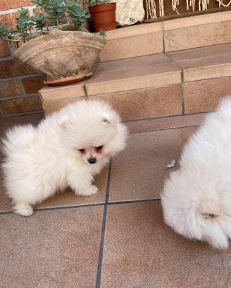 Cuccioli Spitz di Pomerania