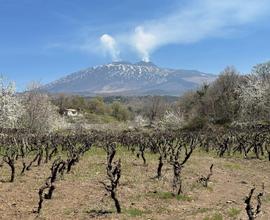 Vigneto sull'Etna