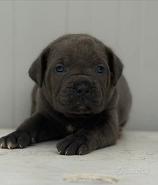 Cuccioli cane corso