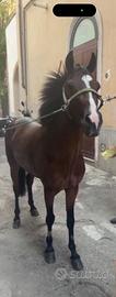 Cavallo