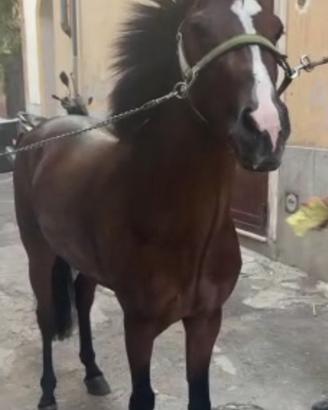 Cavallo
