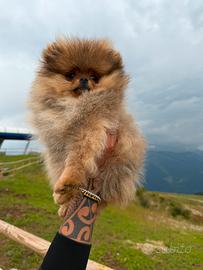 Cucciolo di Volpino della Pomerania ENCI