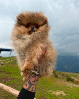 Cucciolo di Volpino della Pomerania ENCI