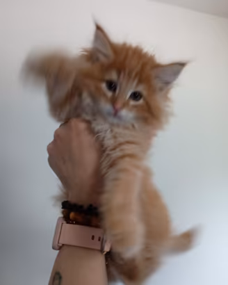 Norvegese delle foreste con pedigree