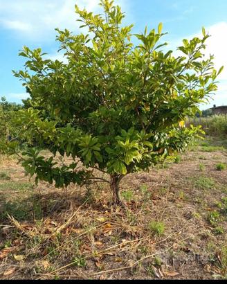 Magnolia Adulta