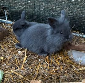 Conigli testa di leone