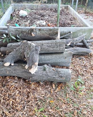  legno di carpino