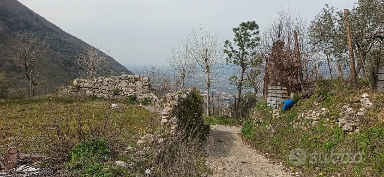 Uliveto e vigneto con locale deposito abitabile - Vista 2