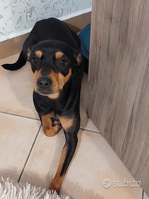 Pincher Animali In regalo a Roma