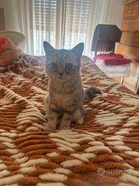Gatto scottish straight