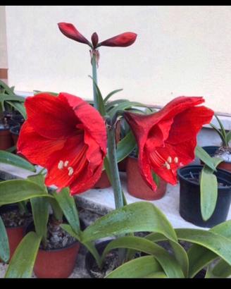 Bulbo di Amaryllis Rosso