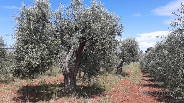 Oliveto di 3 ettari con progetto per costruire