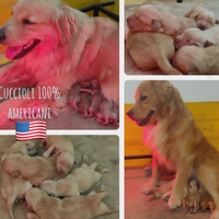 Golden retriever americani cuccioli