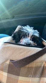 Cucciolo di bichon havanese