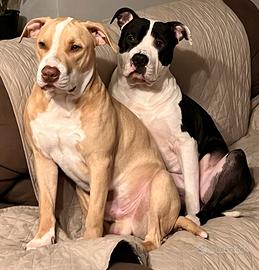 1 Putbull 1 amstaff disponibili per accoppiarli