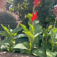 Bulbi rizomi canna indica gigante