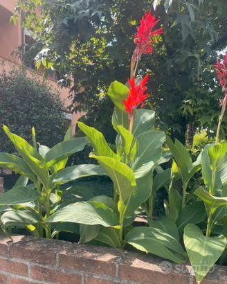 Bulbi rizomi canna indica gigante