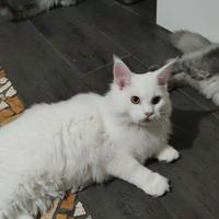 Cucciolo di Maine coon XXL White normoudente