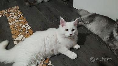 Cucciolo di Maine coon XXL White normoudente