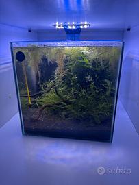 Cubo Caridine/betta