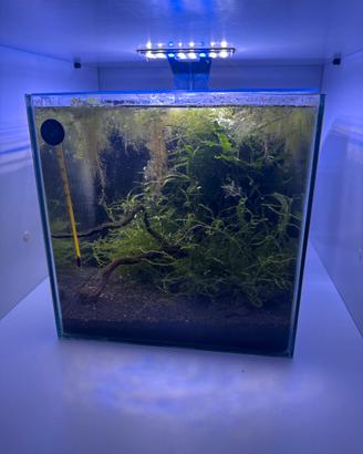 Cubo Caridine/betta